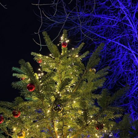 Ein geschmückter und beleuchteter Christbaum vor einem mit blauem Licht beleuchteten Baum